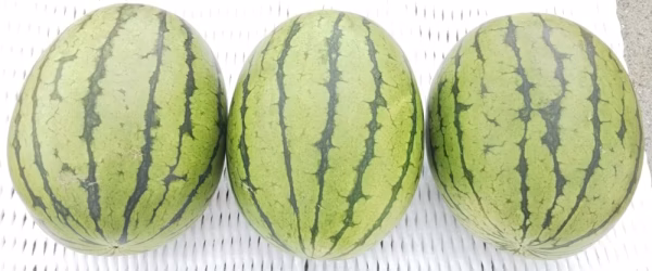 幸せこだまスイカ-大きめ3玉入り(品種:FRマダーボール)