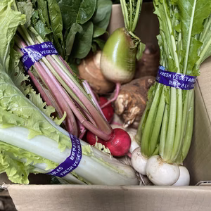 鈴木清友農園栽培時農薬不使用　100サイズ