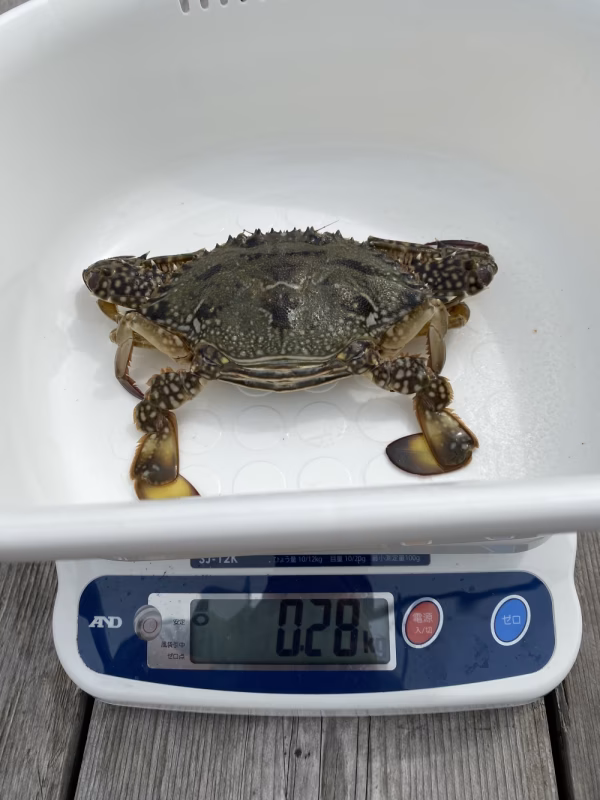 早い者勝ち！カンジャンケジャン可『湖宝ガニ』のメス３匹1セット限定