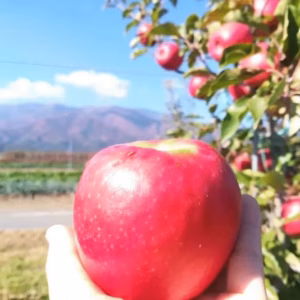 ピンクレディー®りんご｜春もシャキッと、香り華やぐ甘酸っぱさ