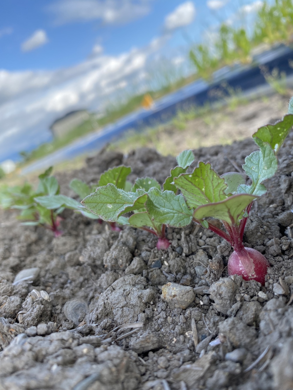 農家直送【フレッシュミモザ】80サイズ 農家直送【フレッシュミモザ】80サイズ