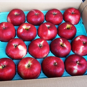 【特選】希少りんご「彩香」節減対象農薬・化学肥料不使用の特別栽培認証取得 