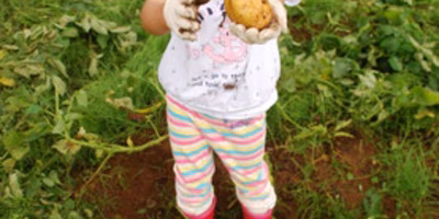 玉ねぎと生産性