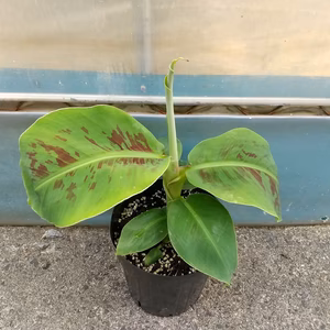 【スーパードワーフキャベンディッシュ苗】屋内で育てることができる小さなバナナ