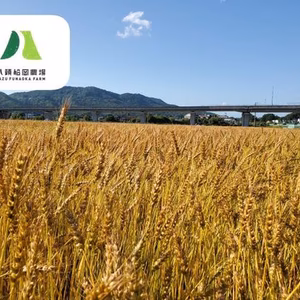 鳥取県八頭町産小麦/銀河のちから/30KG（未製粉）