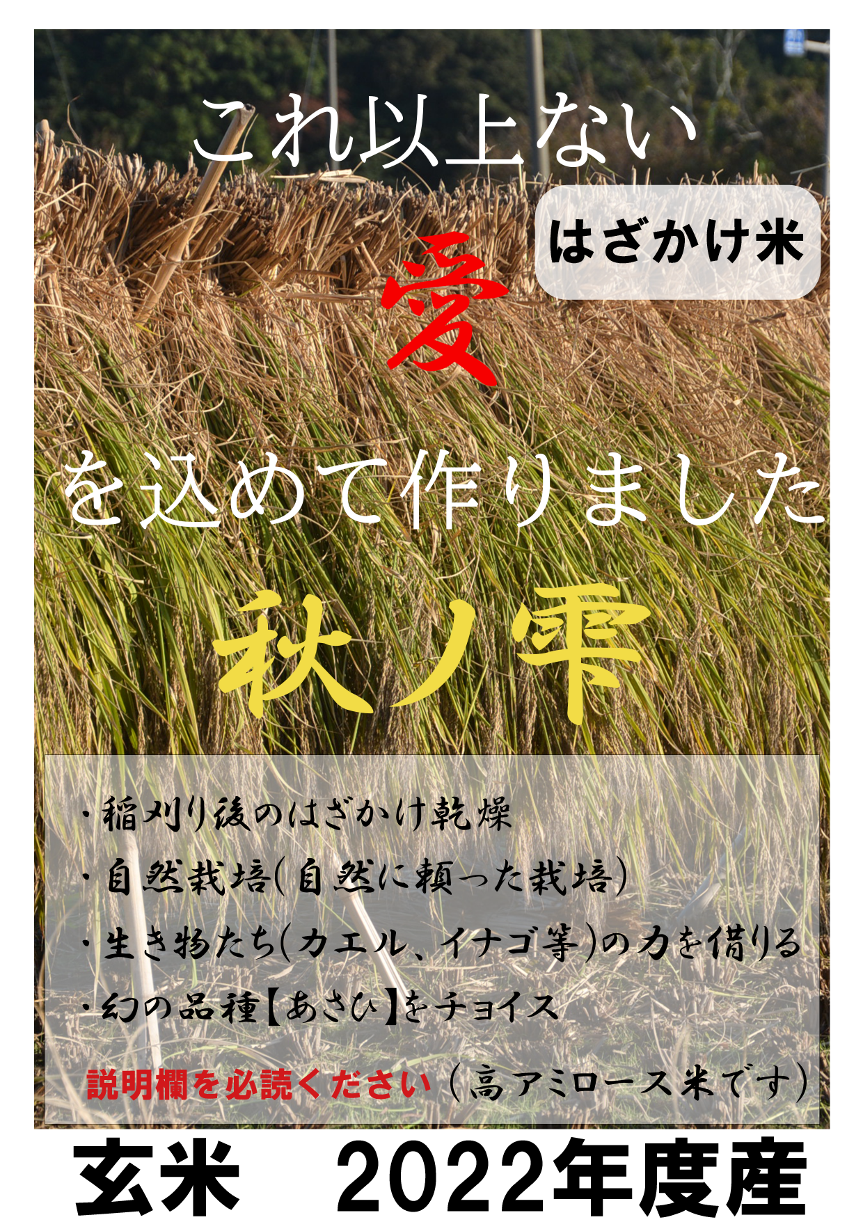2022年 朝日米玄米 たけ爺ブランド米 栽培期間中無化学肥料・無農薬