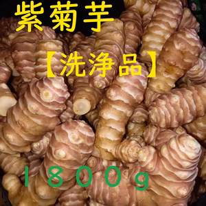 【福袋2023】紫菊芋　洗浄品　1.8kg[期間限定特価]