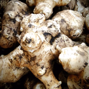 自然栽培  滋養たっぷり菊芋  簡単レシピ&おまけ付き！ 農薬･肥料不使用