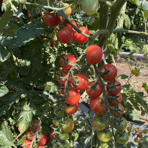 高級品種ミニトマト詰め合わせ