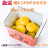 【新発売】厳選 園主こだわり土佐文旦5kg小玉【家庭用】