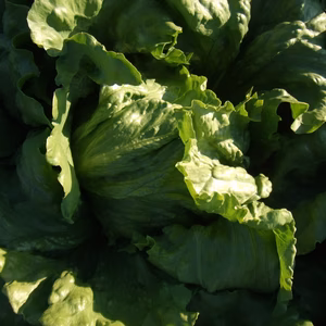 甘ーい　阿波れたす