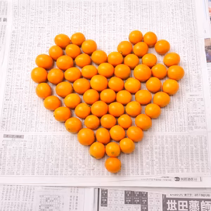 樹上完熟 金柑（寧波）家庭用お得パック｜糖度22度前後