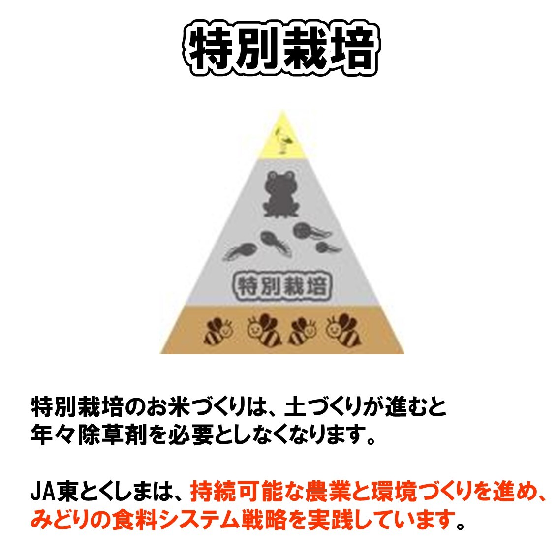 令和5年広島県産特別栽培餅米 食味甘い らいちょうもち 有機無農薬酵素