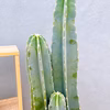 【在庫販売】　サボテン　柱サボテン　3本植え　観葉植物　多肉植物　ドライガーデン