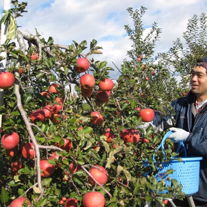 小玉サンふじ9.8㎏