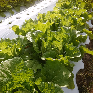 冬はやっぱりお鍋ですね✨ 白菜、かぶら、ニンジンのセットです