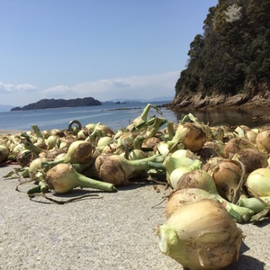 野菜＆小魚宝箱玉ﾈｷﾞ3kg＆訳ありかえりチリメン600ｇリクエストで再開