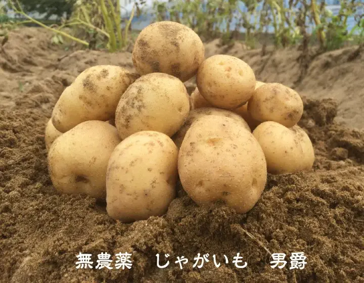 新じゃが　数量限定　10kg 箱込　03 新じゃが 数量限定 10kg 箱込 03 - メルカリ