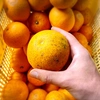 The citrus【Dandy HASSAKU】ダンディ八朔