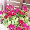 ビオラ可愛い花色ばかり集めた！花農家オススメ可愛い花色シリーズ10苗