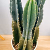 在庫　サボテン　柱サボテン　3本植え　ドライガーデン　インテリアグリーン
