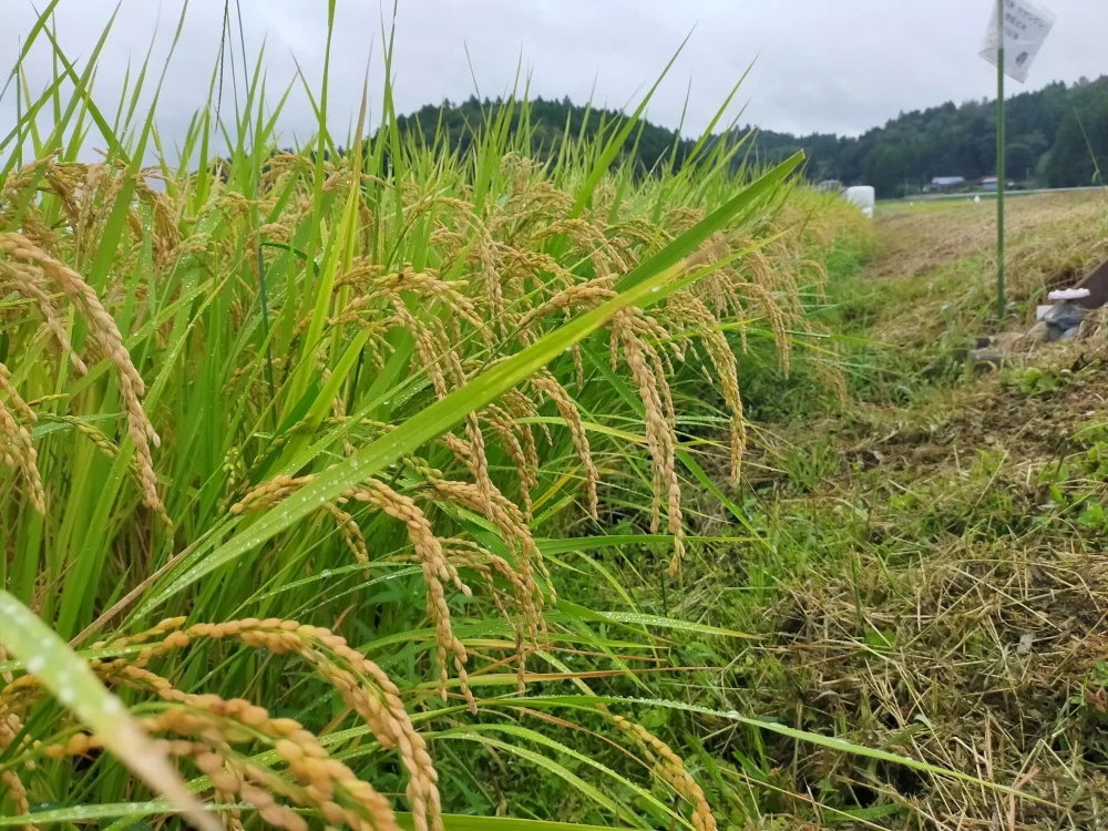 『新米』あっさり食べ比べセット【環境保全米】ササシグレ・ササニシキ(白米)