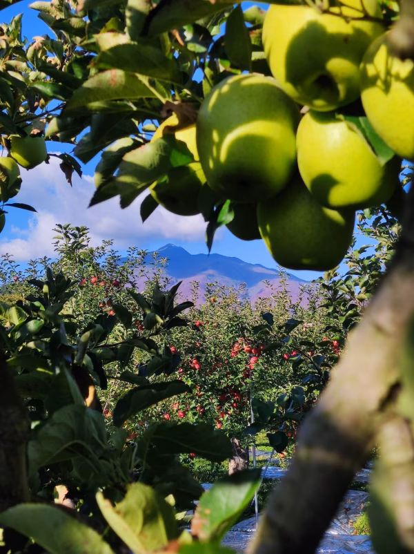 【家庭用】『王林』大玉14個 青森県産りんご 