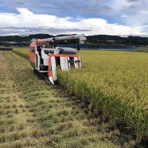 富山産コシヒカリ