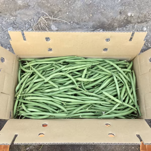 【鹿児島産】甘塩サヤインゲン箱込み1.5キロ^_^