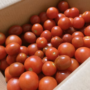 4種類のバラエティートマトセット！（2kg）