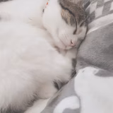 こたみんたろう