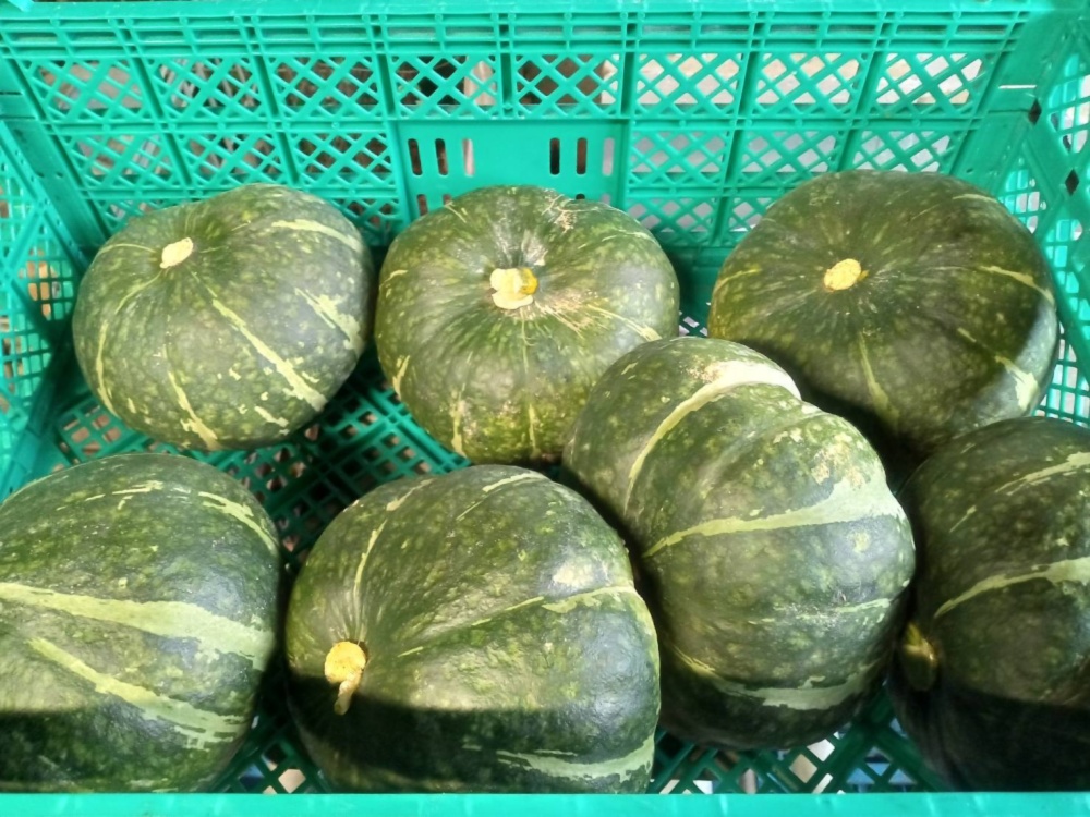 訳あり完熟栗かぼちゃ(10kg) 訳あり品 赤字スレスレで販売中