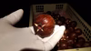 2P [自家用]お試し完熟いちじく2パック