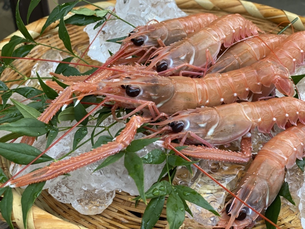 エビ界のプリンセス 手長エビ中小 小500g 農家漁師から産地直送の通販 ポケットマルシェ