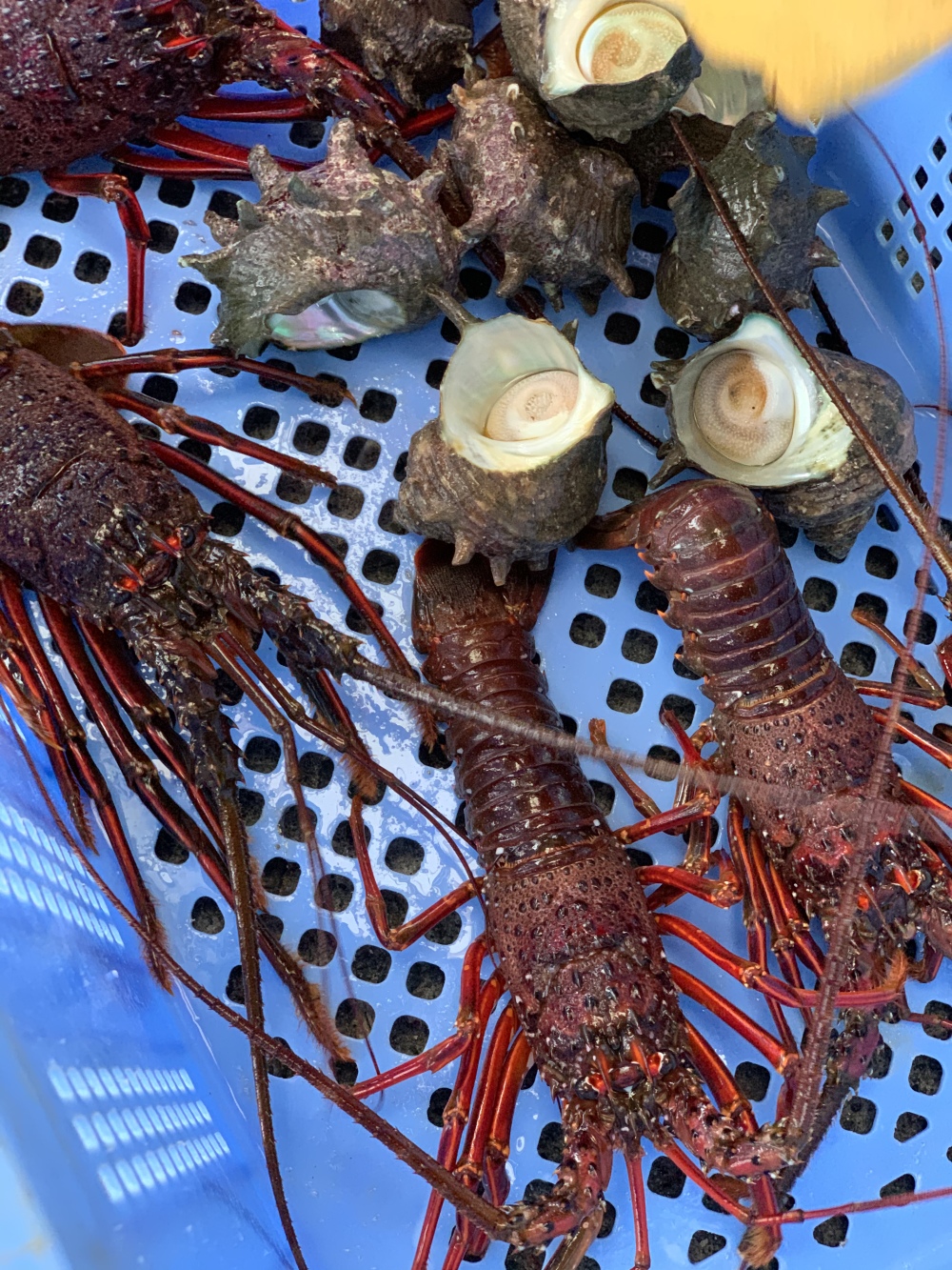 コロナで困ってます 天然物 漁師直送 伊勢海老２キロ 農家漁師から産地直送の通販 ポケットマルシェ