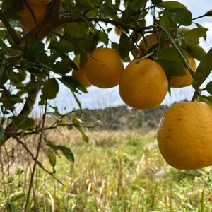 大自然の棚田で育った河内晩柑　自然栽培