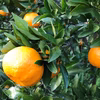 【無農薬栽培】熊本産 ポンカン