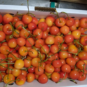 さくらんぼ紅秀峰B級品1kg