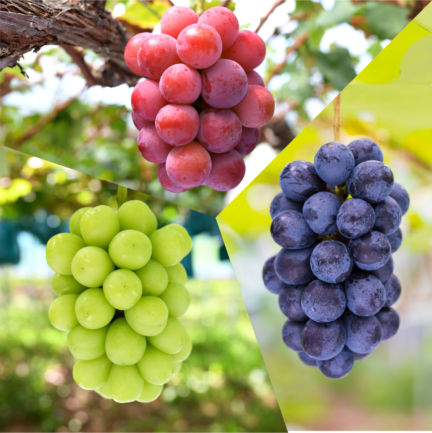 マイハートの産直通販・お取り寄せ商品｜ポケットマルシェ｜産地直送で