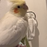  からすのかぁちゃん