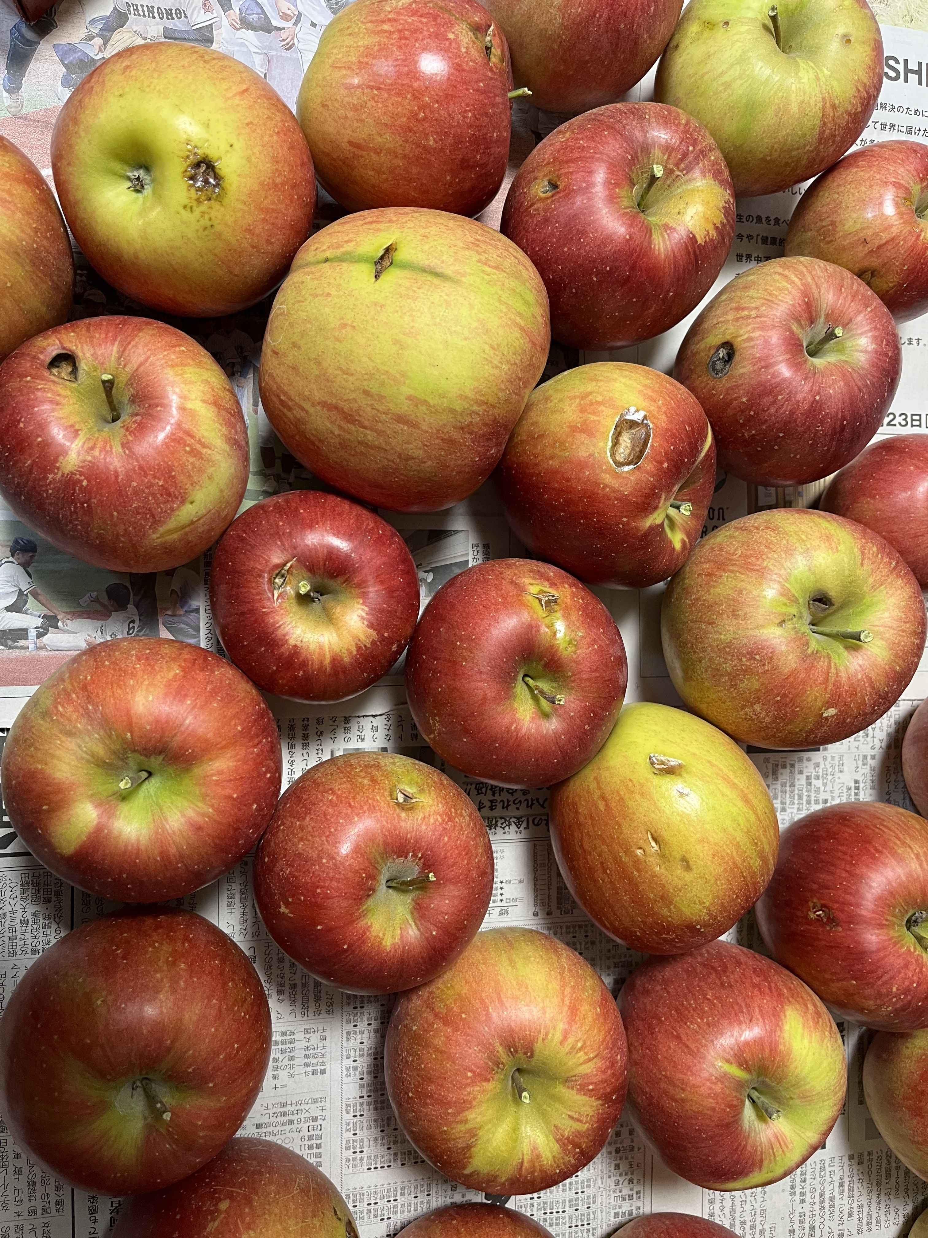 信州のりんご　おまかせ　ふるさと納税　価格比較　長野県　約5kgセット