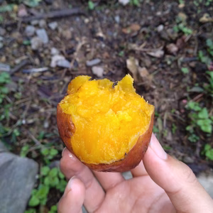 浦西自然農園オリジナルサツマイモ『キング』