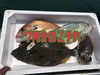 【予約】7月発送予定。瀬戸内海岡山県産鮮魚ボックス2〜4種