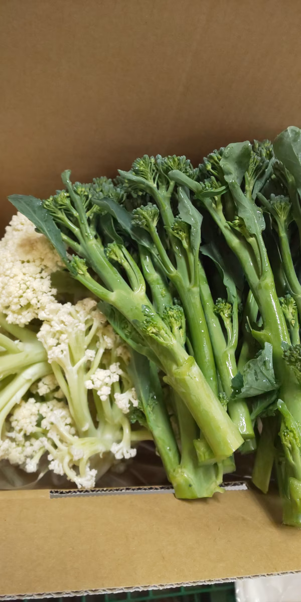 【大好評！ラストスパート】茎ブロッコリー＆スティックカリフラワー　冬のセット　　