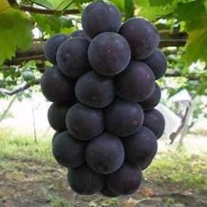 　★岡山県産　完熟ニューピオーネ★　