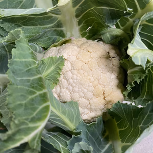 農薬不使用　カリフラワー