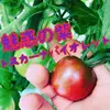 クール便用【熱海産♨農薬不使用】カラフルミニトマト 約1.8㎏