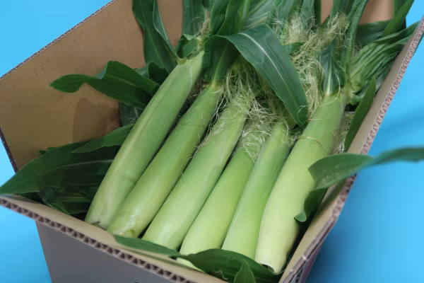 ドルチェドリームのベビーコーン（ヤングコーン）