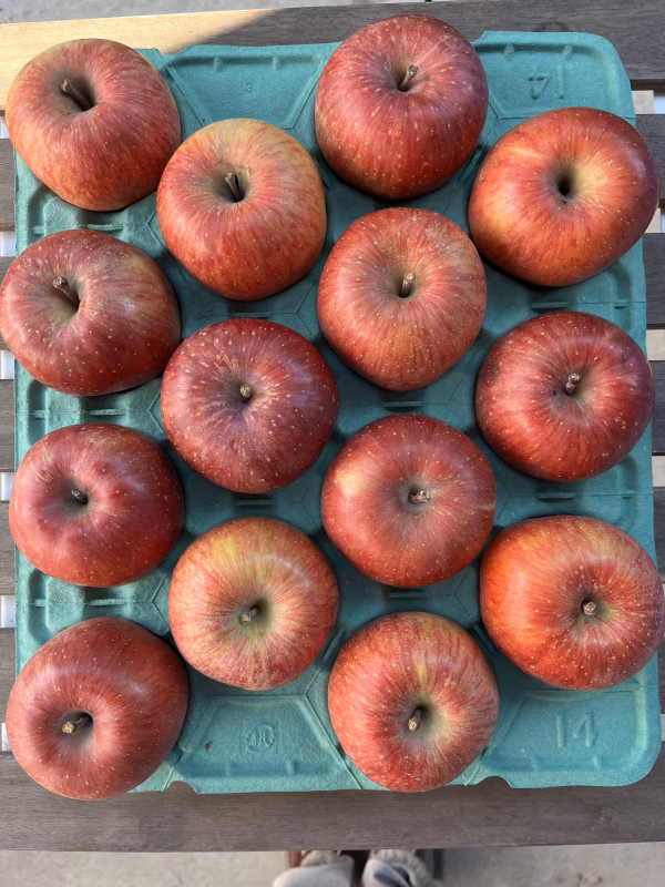 お買い得！家庭用サンふじ