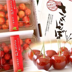 【2026年予約】『さくらんぼ食べ比べ』  7品種から旬の2品種をお届け！